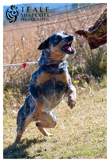 20110710mutley185 - Aylwards Dog School | Ipswich ...