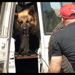 Protection dogs are trained to protect their owners property and person.