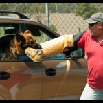 Swift protecting her owners car.